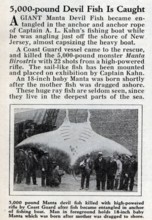 Newspaper report, article, harbour, fishing, onlookers standing in front of a giant manta ray