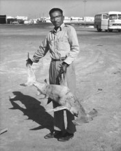 Man with a small hammerhead shark on the beach. Presumably a small scalloped hammerhead shark