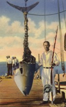 Sport fishing, sport fisherman, angler, Atlantic bluefin tuna (Thunnus thynnus) caught between