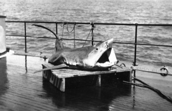 Sailors with a captured shark, presumably a tiger shark (Galeocerdo cuvier) . 1930s, location