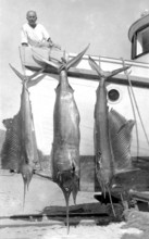 Striped marlin (Kajikia audax) and twice fanfish (Istiophorus platypterus), sport fishermen,