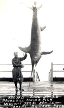 Swordfish (Xiphias gladius), caught by Zane Grey on 29 June 1926, 291 kg, USA