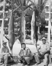 Striped marlin (Kajikia audax), three sport fishermen in la Paz, Baja California Sur, 1950s