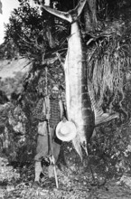 Striped marlin (Kajikia audax), 1930s, sport fisherman