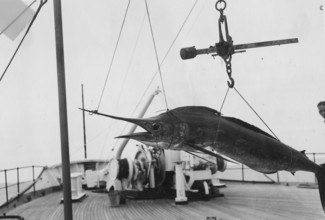 Fanfish (Istiophorus platypterus), caught, sport fisherman, ca. 1930s