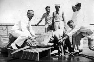 Sailors with a captured shark, presumably a tiger shark (Galeocerdo cuvier) . Man puts his head
