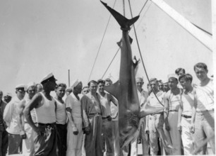 Sailors with a captured shark, possibly a Galapagos shark. 1930s, location unknown