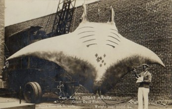 Harbour, fishing, fisherman standing in front of a giant manta ray (Mobula birostris), about 7