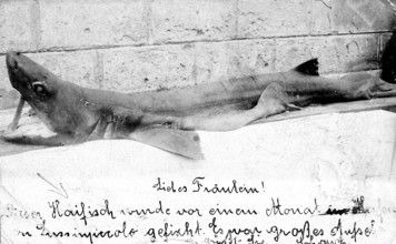 Shark with a letter to a young lady. Presumably a blue shark (Carcharhinus glaucusi, ca. 1930s,