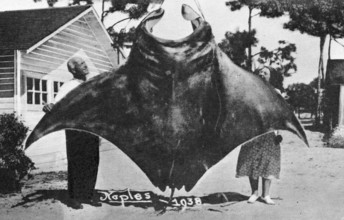 Couple posing with catch, reef manta (Mobula alfredi), Naples, California, ca. 1938 years