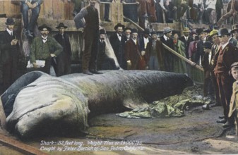 Basking shark (Cetorhinus maximus), about 10 metres long and weighing 7 tonnes, caught in San