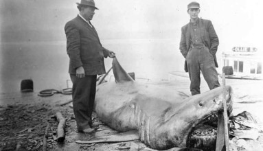 Two men posing with a shark. Great white shark (Carcharodon carcharias), ca. 1905, California USA