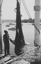 World record, fisherman Lyle Bazard with large tiger shark (Galeocerdo cuvier), weighing almost 700