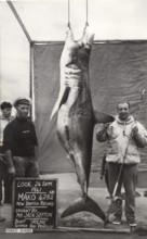British record, fisherman Jack Sefton with large shortfin mako (Isurus oxyrinchus) 214 kg 26 Sept.