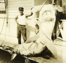 Fisherman posing proudly with his catch, Great hammerhead (Sphyrna mokarran), ca. 1930, Caribbean