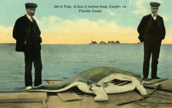 Reef manta (Mobula alfredi), two fishermen pose at the harbour with the manta, length about 4