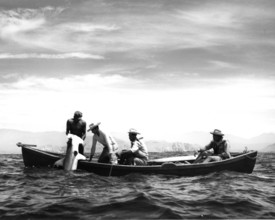 Scalloped hammerhead shark (Sphyrna lewini), caught in the Gulf of Mexico, ca. 1950