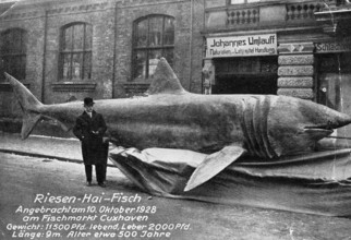 Basking shark (Cetorhinus maximus), landed on 10 October 1928, 5750 kg of which the liver weighed