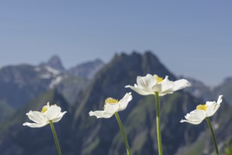 Mountain panorama with white alpine anemones (Pulsatilla alpina ssp. alpina) from Laufbacher-Eckweg