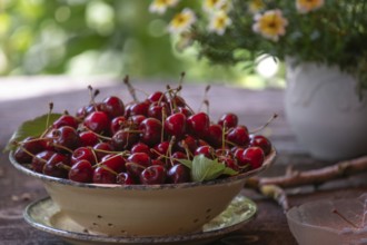 Fresh sweet cherries (Prunus avium) in a bowl, Bavaria, Germany