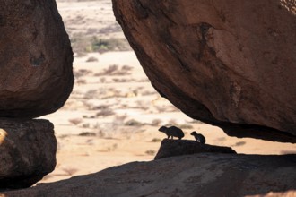 Klippschliefer (Procavia capensis) under a rock, rock formation, Pontok Mountains, Grosse