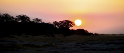 Sunset, African baobab or baobab tree (Adansonia digitata), Dry landscape, Kubu Island (Lekubu),