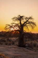 Sunset, African baobab or baobab tree (Adansonia digitata), Dry landscape, Kubu Island (Lekubu),