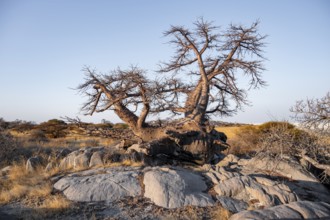 African baobab or baobab tree (Adansonia digitata), arid landscape, Kubu Island (Lekubu), Sowa Pan,