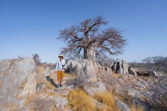 Tourist, African baobab or baobab tree (Adansonia digitata), Dry landscape, Kubu Island (Lekubu),
