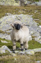 Valais Blacknose sheep (Ovis gmelini aries), high alpine mountain valley, Obere Senner Egete,