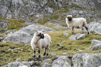 Valais Blacknose sheep (Ovis gmelini aries), high alpine mountain valley, Obere Senner Egete,