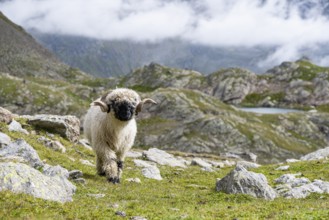 Valais Blacknose sheep (Ovis gmelini aries), high alpine mountain valley, Obere Senner Egete,