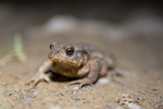 Common toad on the ground, Bavaria, Germany