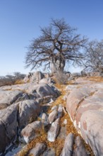 African baobab or baobab tree (Adansonia digitata), arid landscape, Kubu Island (Lekubu), Sowa Pan,