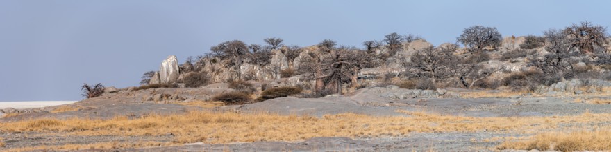 African baobab or baobab tree (Adansonia digitata), arid landscape, Kubu Island (Lekubu), Sowa Pan,
