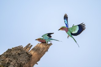 Forked Roller (Coracias caudatus), two birds approaching on a branch in front of a blue sky, Kruger