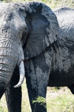 Portrait, African elephant with tusk, Kruger National Park, South Africa