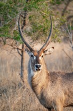 Elliptic waterbuck (Kobus ellipsipiprymnus), portrait male waterbuck, Kruger National Park, South