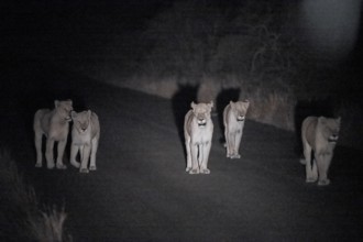 Pride of lions, lionesses at night, night shot, Kruger National Park, South Africa