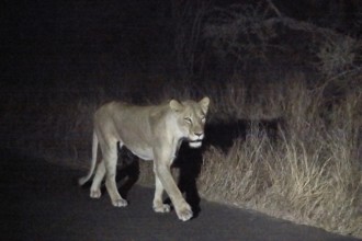 Lioness at night, night shot, Kruger National Park, South Africa