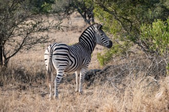 Plains zebra (Equus quagga), in dry grass, Kruger National Park, South Africa