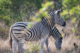 Plains zebra (Equus quagga), adult, between green bushes, Kruger National Park, South Africa