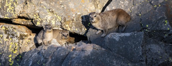 Rock hyrax (Procavia capensis), group on rocks in the evening light, Mpumalanga, South Africa