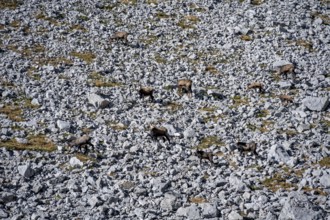 Chamois (Rupicapra rupicapra) in autumn in the mountains, Gamsjoch, Tyrol, Austria