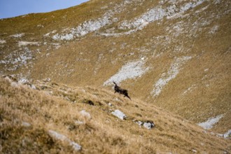 Chamois (Rupicapra rupicapra) in autumn in the mountains, Gamsjoch, Tyrol, Austria