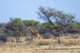Cape giraffe (Giraffa giraffa giraffa), mother and young, Khama Rhino Sanctuary, Serowe, Botswana