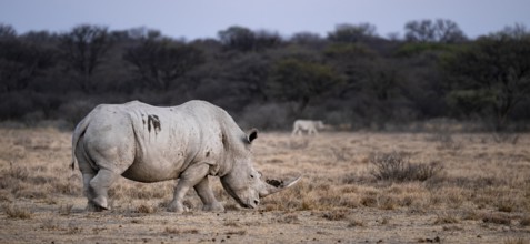Southern white rhinoceros (Ceratotherium simum simum), Khama Rhino Sanctuary, Serowe, Botswana