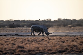 Dramatic atmosphere, Southern white rhinoceros (Ceratotherium simum simum), Khama Rhino Sanctuary,