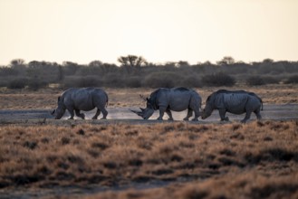 Three animals, Southern white rhinoceros (Ceratotherium simum simum) running through savannah,