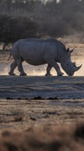 Dramatic atmosphere, Southern white rhinoceros (Ceratotherium simum simum), Khama Rhino Sanctuary,
